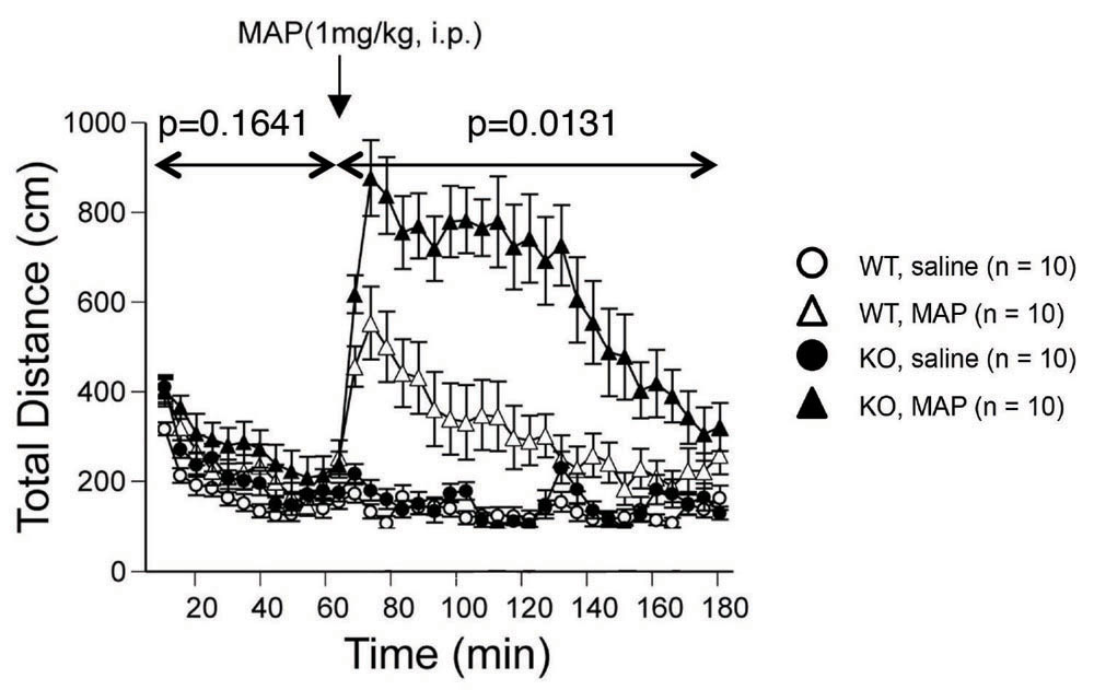 Gomafu lncRNAノックアウトマウスは覚醒剤メタンフェタミンに対する応答性亢進を伴うマイルドな自発運動活性の上昇を示す