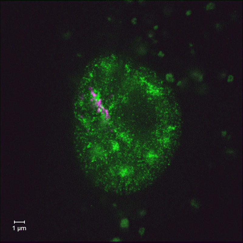 超解像度顕微鏡で観察した黄体細胞のパラスペックルと核スペックル (SIM)