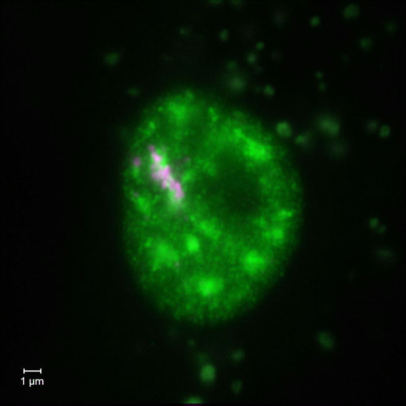 超解像度顕微鏡で観察した黄体細胞のパラスペックルと核スペックル (Widefield)